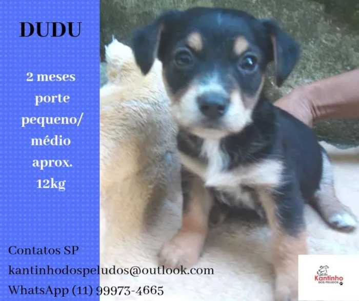 Cachorro ra a  idade 2 a 6 meses nome Dudu Pequeno