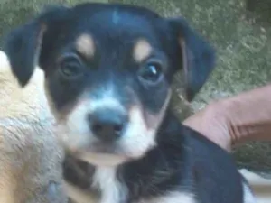 Cachorro raça  idade 2 a 6 meses nome Dudu Pequeno