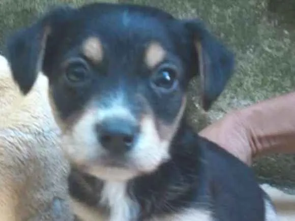 Cachorro ra a  idade 2 a 6 meses nome Dudu Pequeno