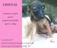 Cristal Bebezinha