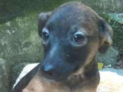 Cachorro ra a  idade 2 a 6 meses nome Cristal Bebezinha