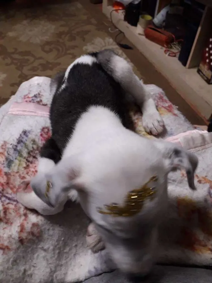 Cachorro ra a  idade 2 a 6 meses nome Pandora 
