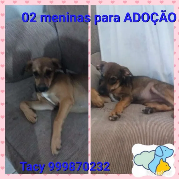 Cachorro raça Srd idade 2 a 6 meses nome Filhote