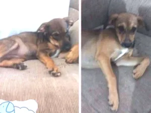Cachorro raça Srd idade 2 a 6 meses nome Filhote