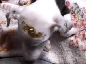 Cachorro raça  idade 2 a 6 meses nome Pandora 