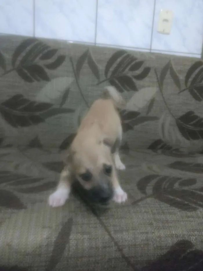 Cachorro raça Vira lata idade 2 a 6 meses nome Lessie