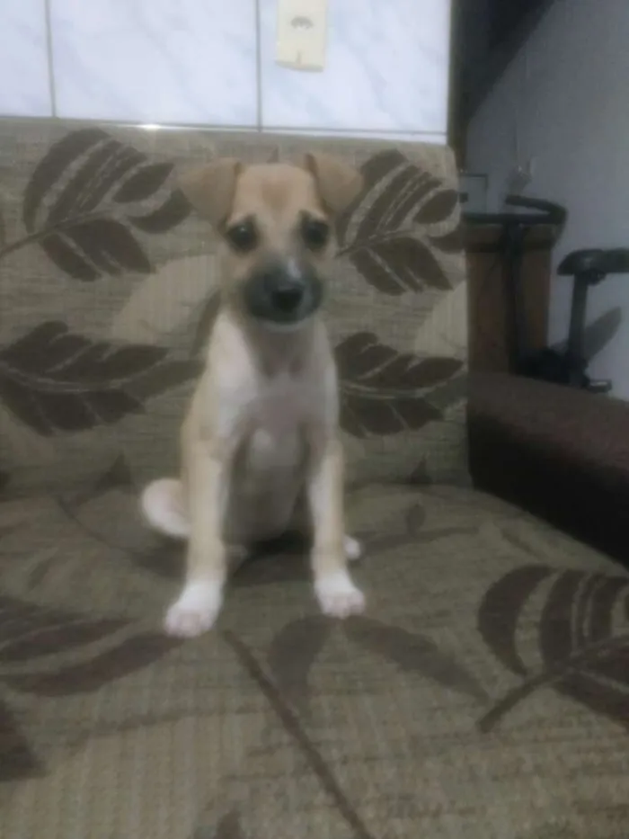 Cachorro raça Vira lata idade 2 a 6 meses nome Lessie