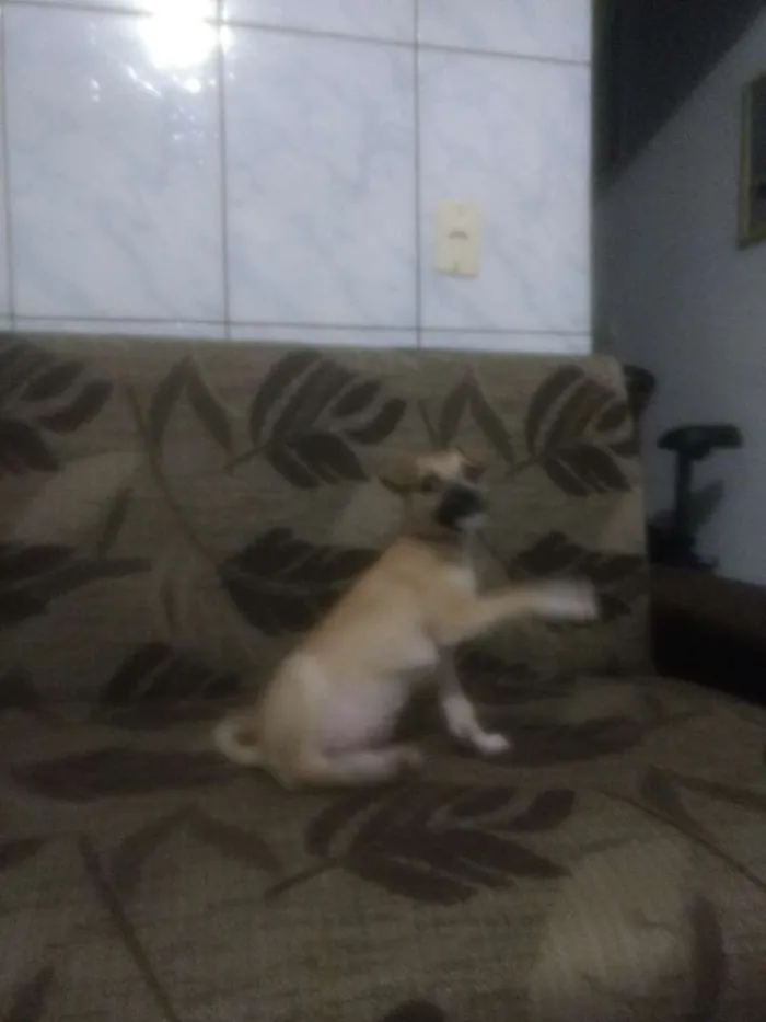 Cachorro raça Vira lata idade 2 a 6 meses nome Lessie