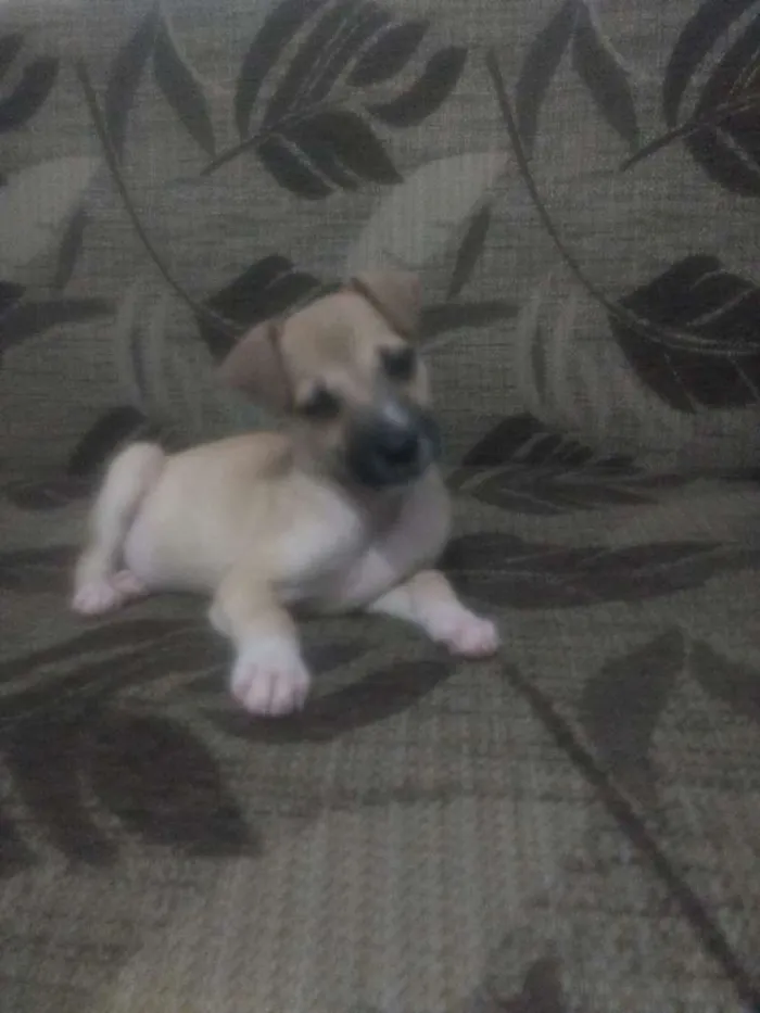 Cachorro raça Vira lata idade 2 a 6 meses nome Lessie