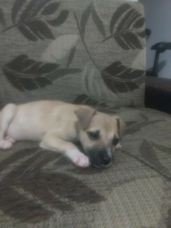 Cachorro raça Vira lata idade 2 a 6 meses nome Lessie