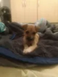 Lessie
