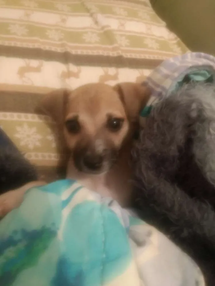 Cachorro raça Vira lata idade 2 a 6 meses nome Lessie