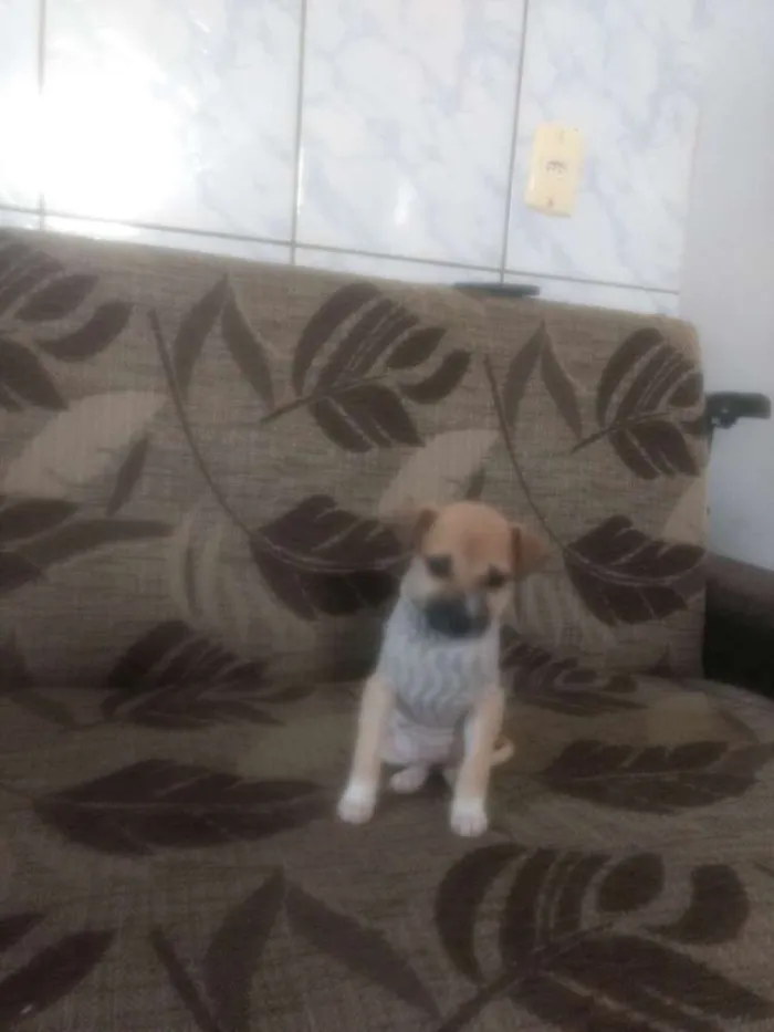 Cachorro raça Vira lata idade 2 a 6 meses nome Lessie