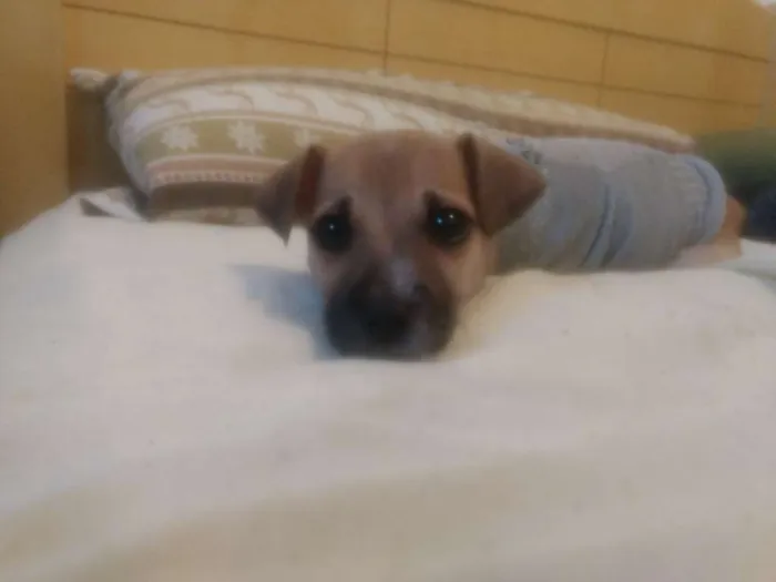 Cachorro raça Vira lata idade 2 a 6 meses nome Lessie