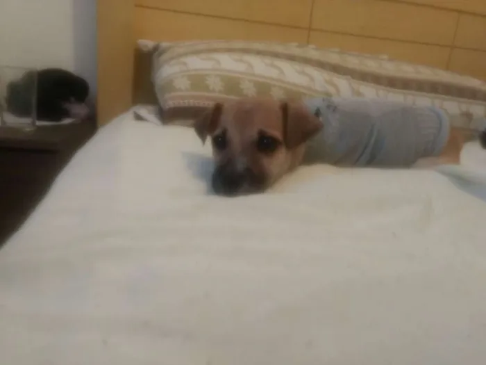 Cachorro raça Vira lata idade 2 a 6 meses nome Lessie
