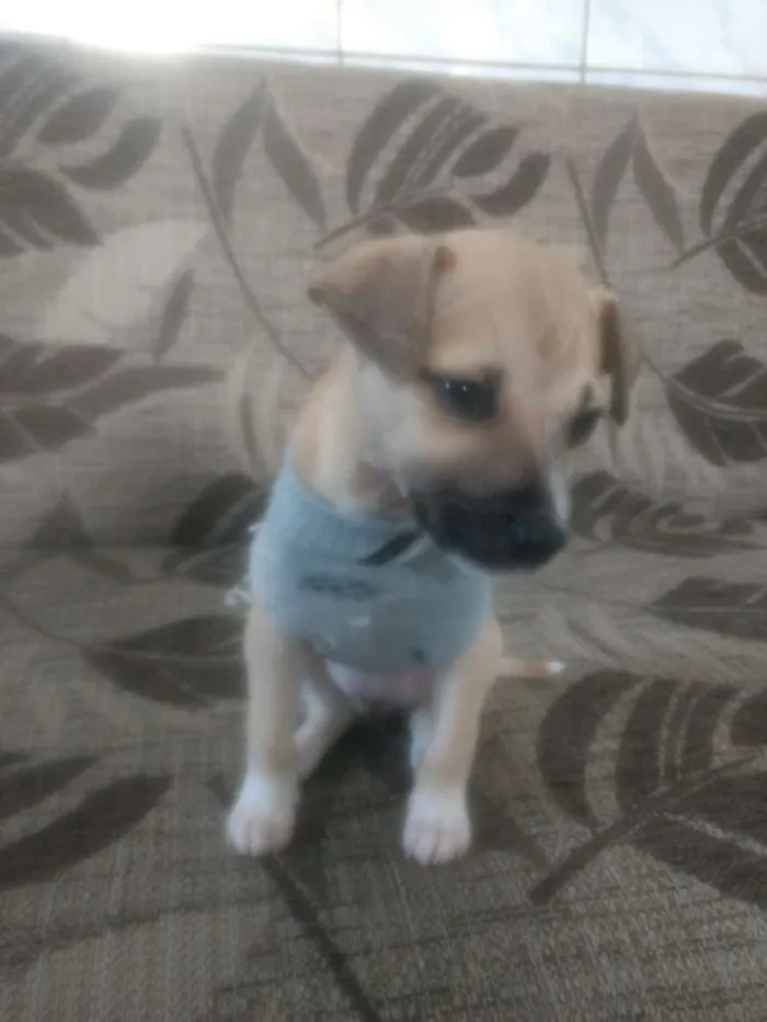 Cachorro raça Vira lata idade 2 a 6 meses nome Lessie