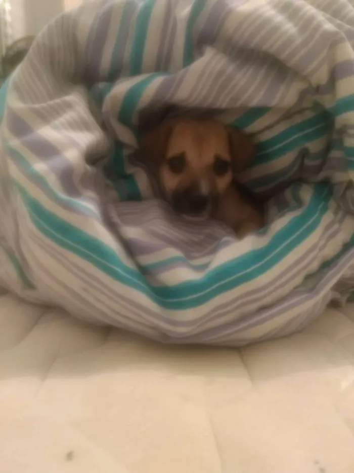 Cachorro raça Vira lata idade 2 a 6 meses nome Lessie