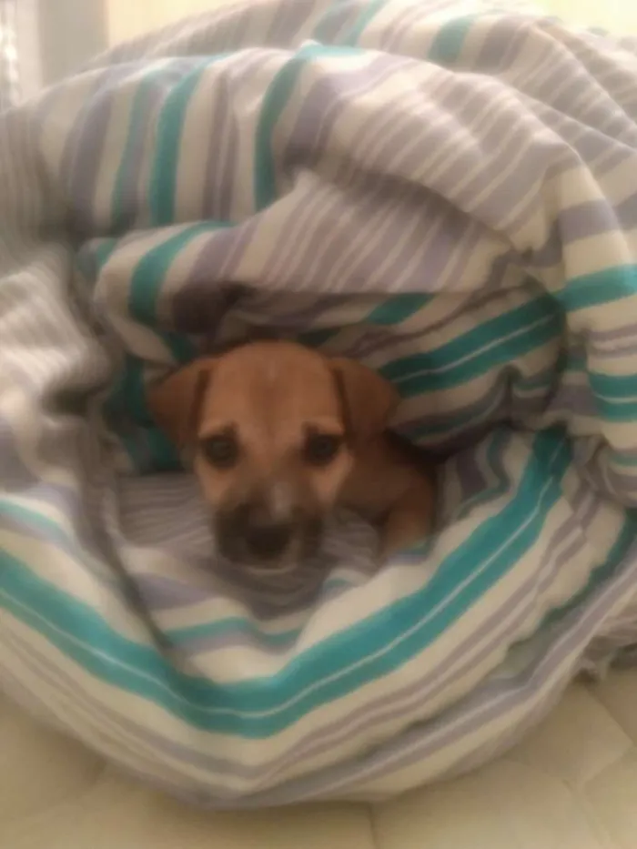 Cachorro raça Vira lata idade 2 a 6 meses nome Lessie