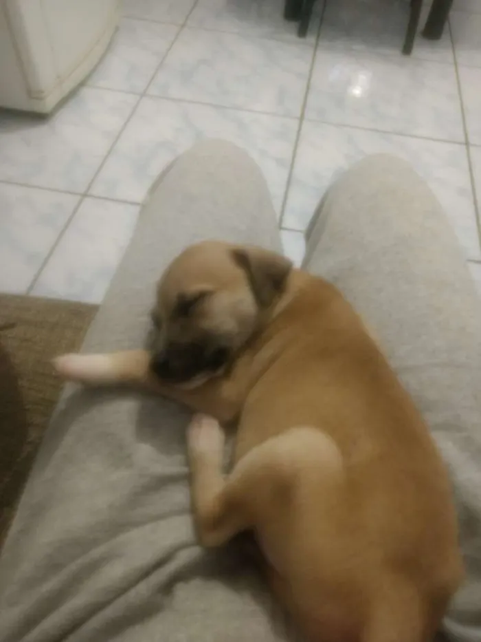 Cachorro raça Vira lata idade 2 a 6 meses nome Lessie