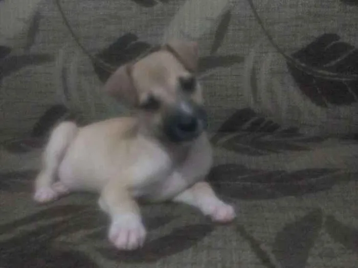 Cachorro raça Vira lata idade 2 a 6 meses nome Lessie