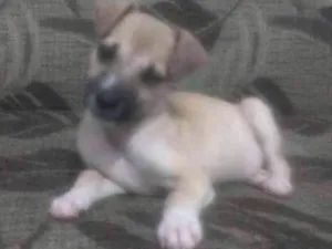 Cachorro raça Vira lata idade 2 a 6 meses nome Lessie