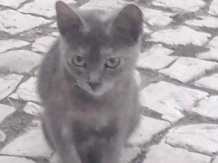 Gato ra a bicolor idade 2 a 6 meses nome Zury