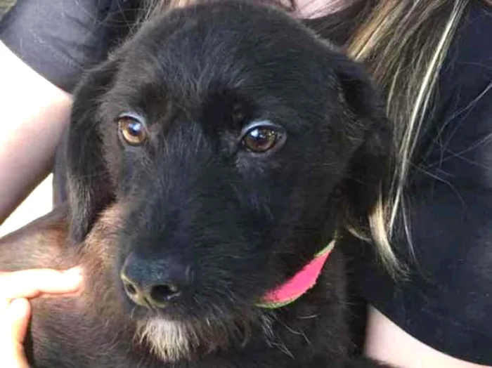 Cachorro ra a  idade 7 a 11 meses nome Lindoso Filhote