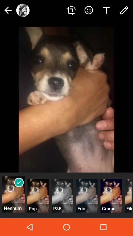 Cachorro raça Misturada idade Abaixo de 2 meses nome Nininha