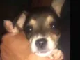 Nininha