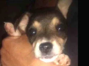 Cachorro raça Misturada idade Abaixo de 2 meses nome Nininha