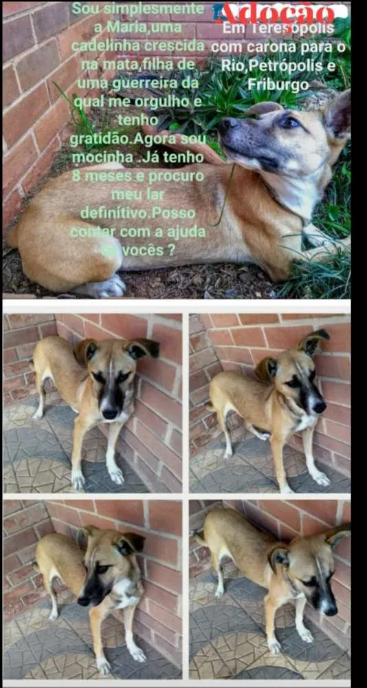 Cachorro ra a SRD idade 7 a 11 meses nome Maria