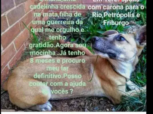 Cachorro ra a SRD idade 7 a 11 meses nome Maria