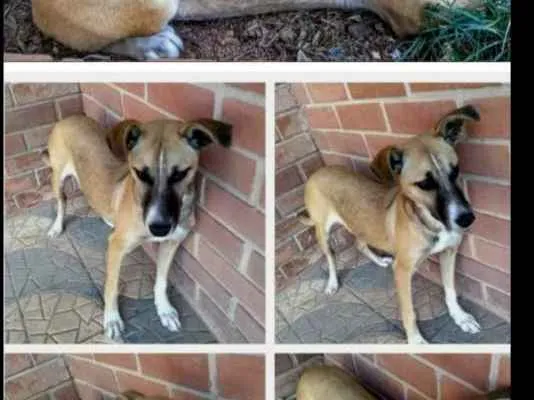 Cachorro ra a SRD idade 7 a 11 meses nome Maria