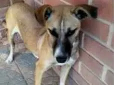 Cachorro ra a SRD idade 7 a 11 meses nome Maria