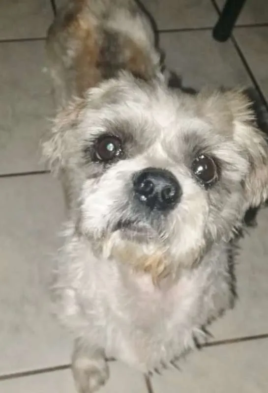 Cachorro ra a LHASA idade 2 anos nome LUIGI