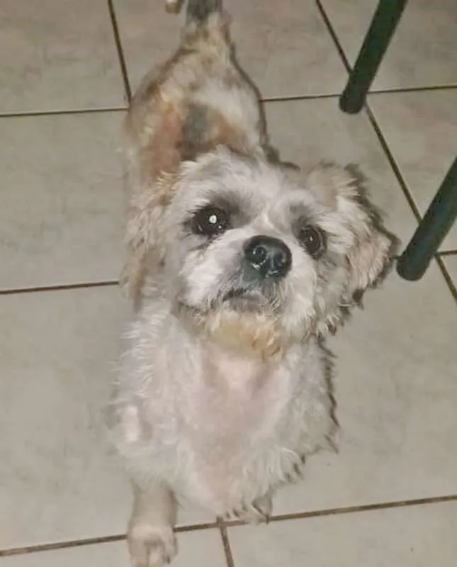 Cachorro ra a LHASA idade 2 anos nome LUIGI