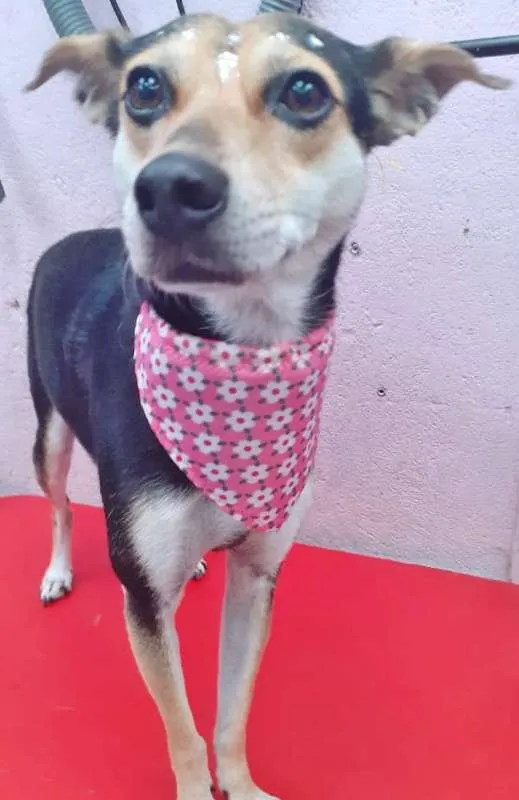 Cachorro ra a SRD idade 2 anos nome CRISTAL