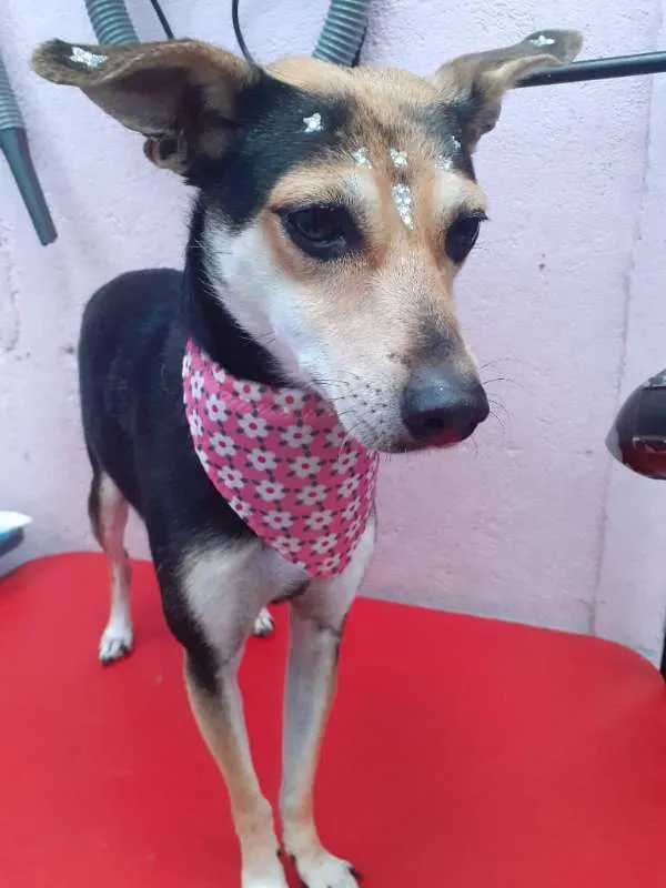 Cachorro ra a SRD idade 2 anos nome CRISTAL