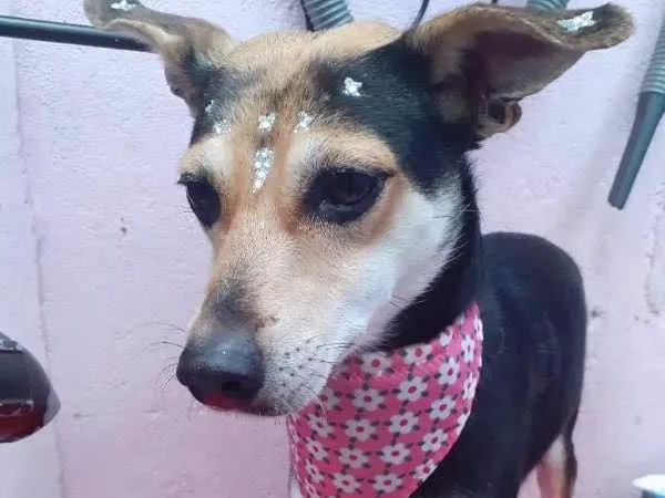 Cachorro ra a SRD idade 2 anos nome CRISTAL