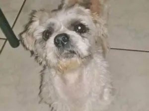 Cachorro raça LHASA idade 2 anos nome LUIGI