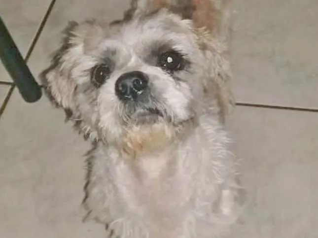 Cachorro ra a LHASA idade 2 anos nome LUIGI