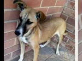 Cachorro ra a SRD idade 7 a 11 meses nome Maria
