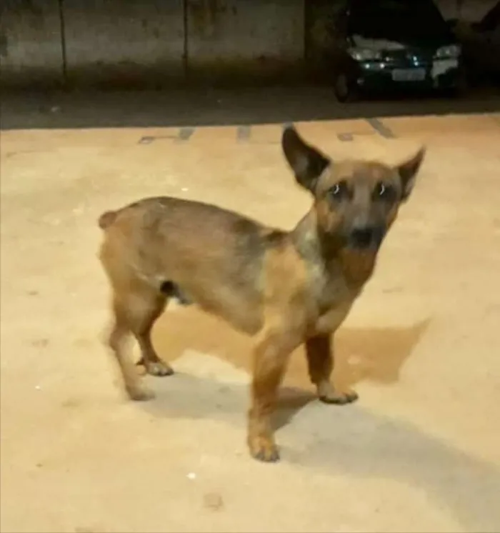 Cachorro ra a SRD  idade 1 ano nome Pluto 