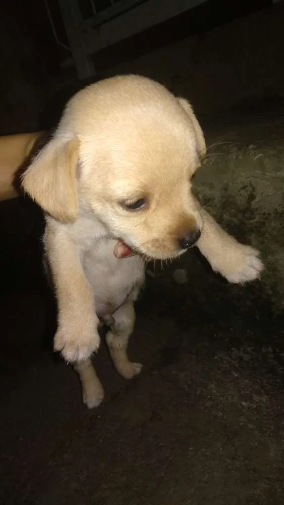 Cachorro ra a Pinscher  com maltês  idade Abaixo de 2 meses nome Sem nomes ainda
