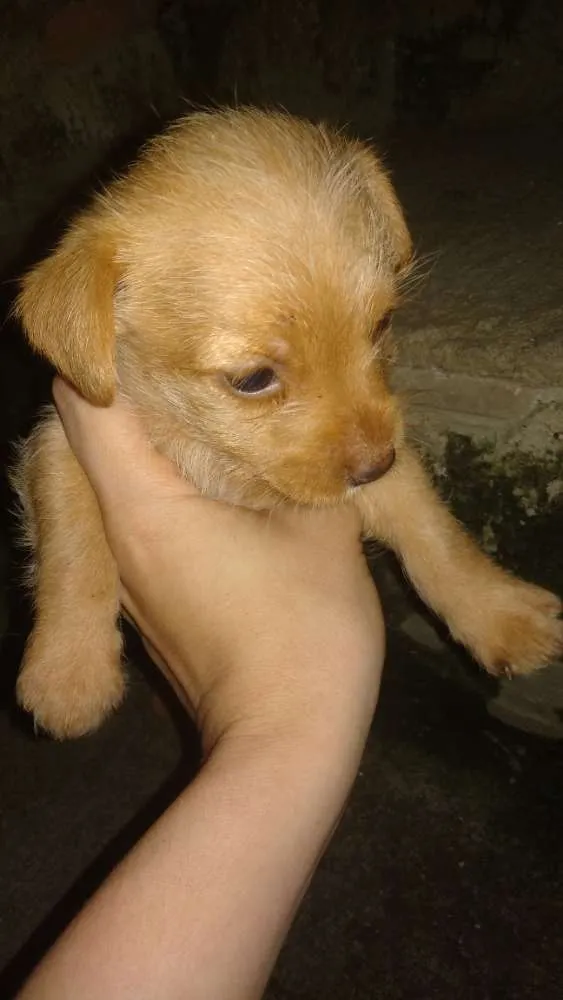 Cachorro ra a Pinscher  com maltês  idade Abaixo de 2 meses nome Sem nomes ainda