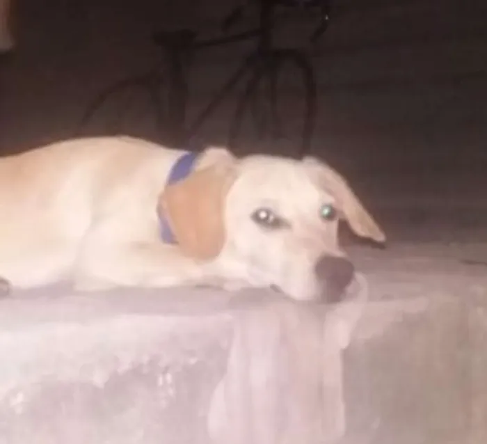 Cachorro raça SRD idade 2 a 6 meses nome Thor 