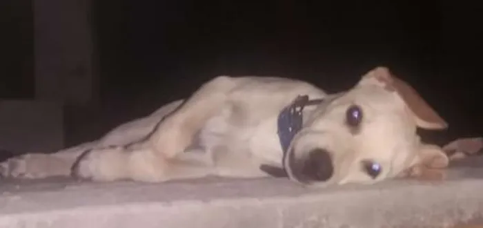 Cachorro raça SRD idade 2 a 6 meses nome Thor 