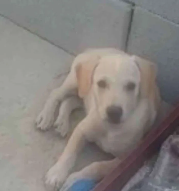 Cachorro raça SRD idade 2 a 6 meses nome Thor 