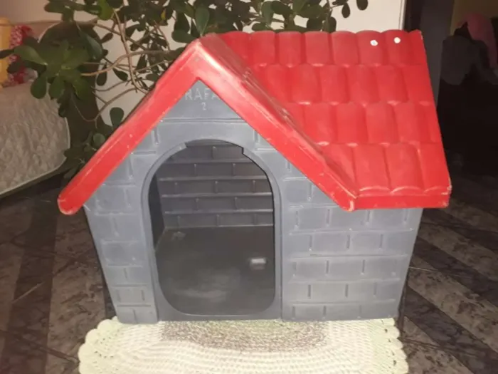 Cachorro raça SRD idade 2 a 6 meses nome Thor 