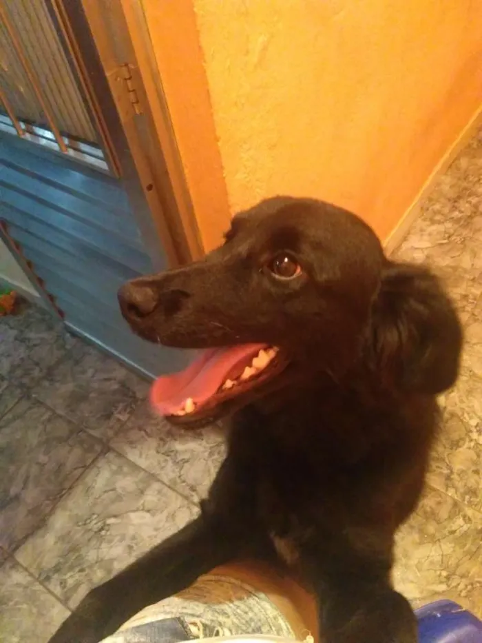 Cachorro ra a Vira lata idade 1 ano nome Apollo